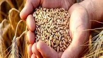 افزایش قیمت جهانی در کمین غلات