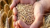 افزایش قیمت جهانی در کمین غلات