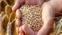 افزایش قیمت جهانی در کمین غلات