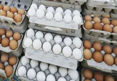 قیمت انواع تخم مرغ بسته بندی