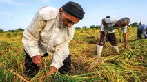 تسویه مطالبات گندم کاران