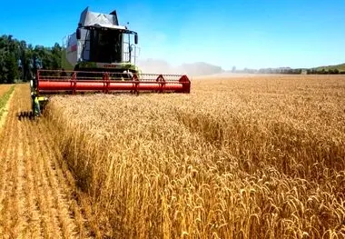 قیمت خرید تضمینی گندم در شورای قیمت‌گذاری تعیین شد