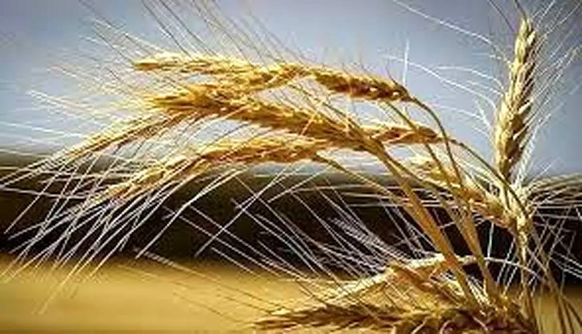 جریمه تاخیر پرداخت مطالبات خرید تضمینی گندم چقدر است؟