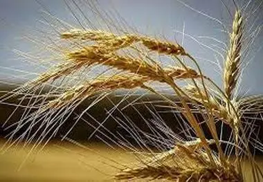 جریمه تاخیر پرداخت مطالبات خرید تضمینی گندم چقدر است؟