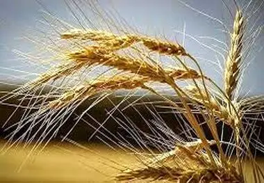 جریمه تاخیر پرداخت مطالبات خرید تضمینی گندم چقدر است؟