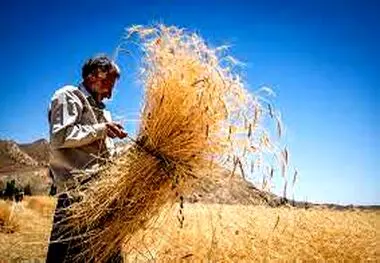 پرداخت طلب گندم‌کاران از امروز آغاز می شود
