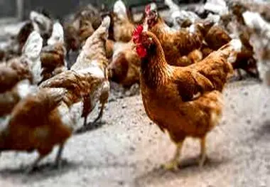 هشدار شبکه دامپزشکی بافت در خصوص بیماری آنفلوآنزای فوق حاد پرندگان