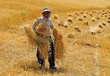 چقدر از مطالبات گندمکاران پرداخت شد؟