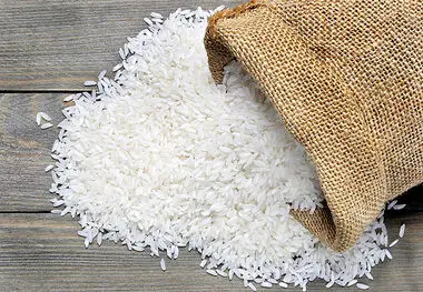 برنج طلا می‌شود