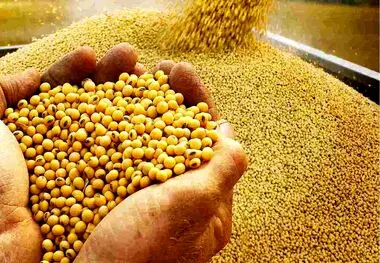 سود بازرگانی کنجاله سویا تغییر کرد