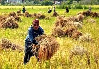 خرید بیش از ۹ هزار تُن برنج مازندران در طرح حمایتی دولت