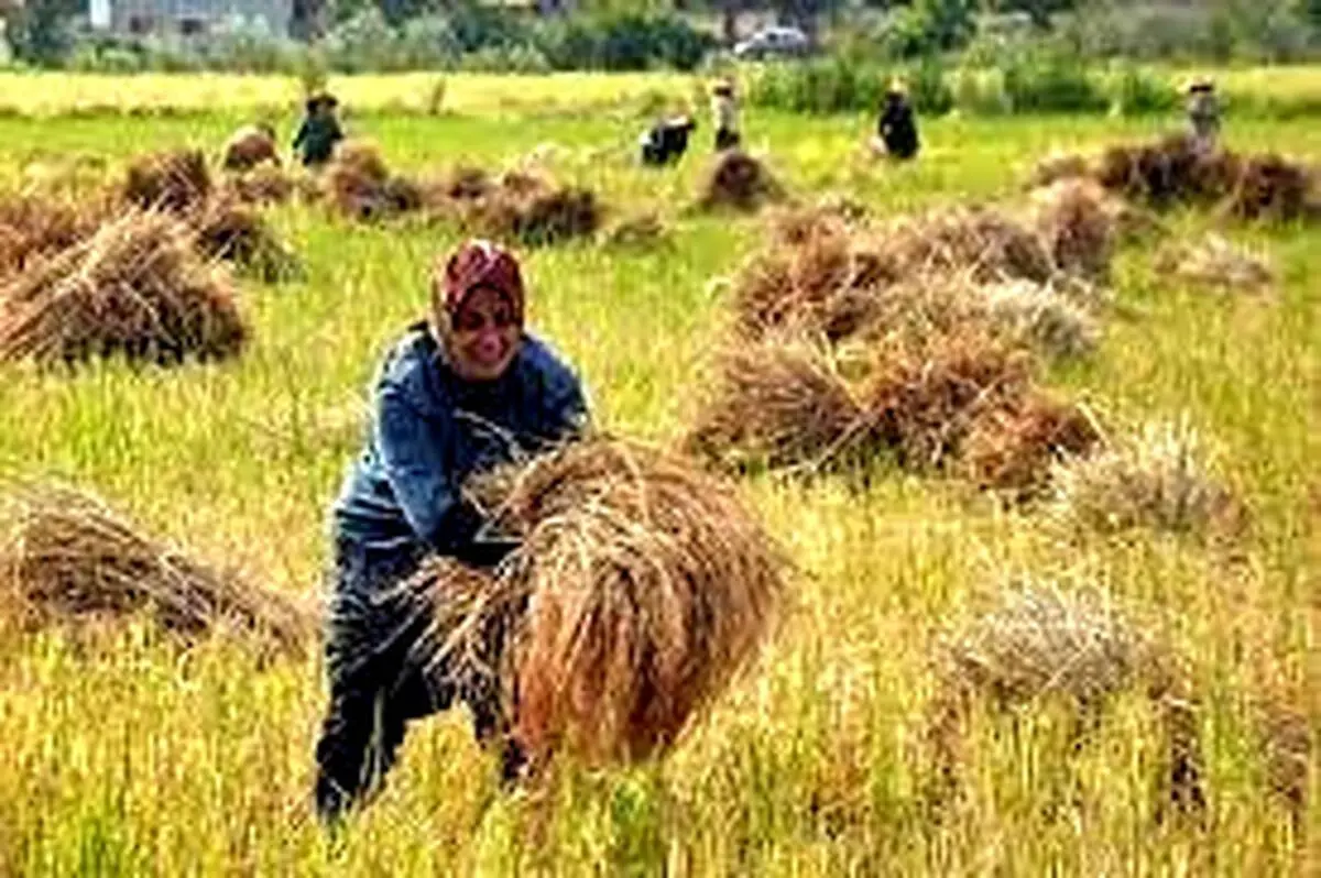 خرید بیش از ۹ هزار تُن برنج مازندران در طرح حمایتی دولت