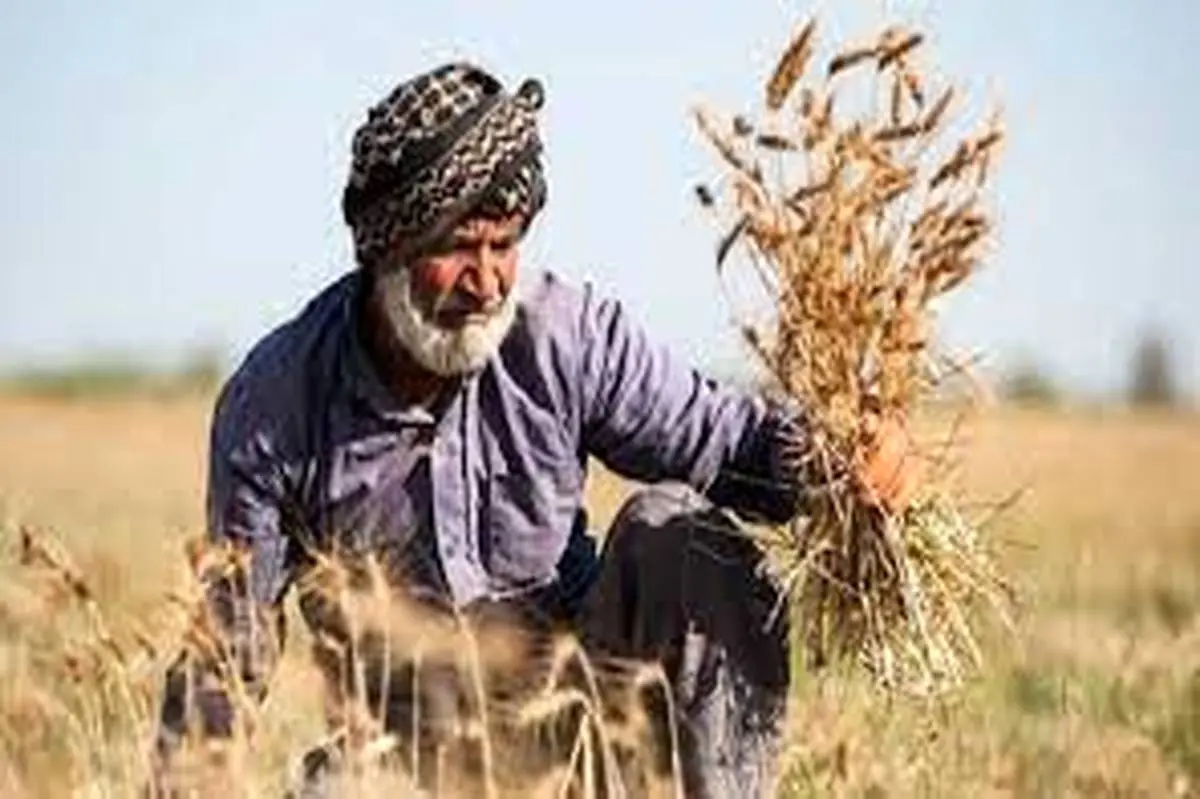 مطالبات گندم‌کاران امروز پرداخت می شود