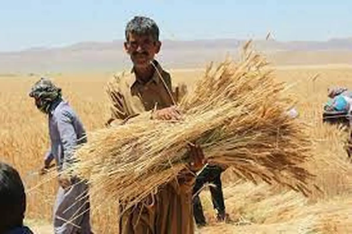 کشاورزان تا کی منتظر اعلام رسمی نرخ خرید تضمینی باشند؟