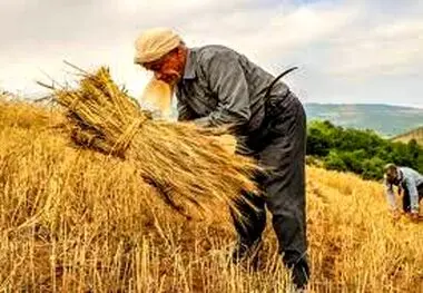 قیمت خرید تضمینی گندم با یک شرط دوباره افزایش پیدا می‌کند