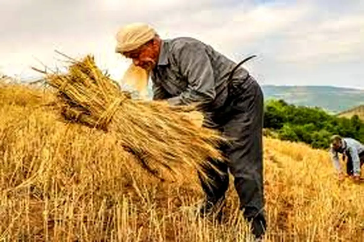 قیمت خرید تضمینی گندم با یک شرط دوباره افزایش پیدا می‌کند