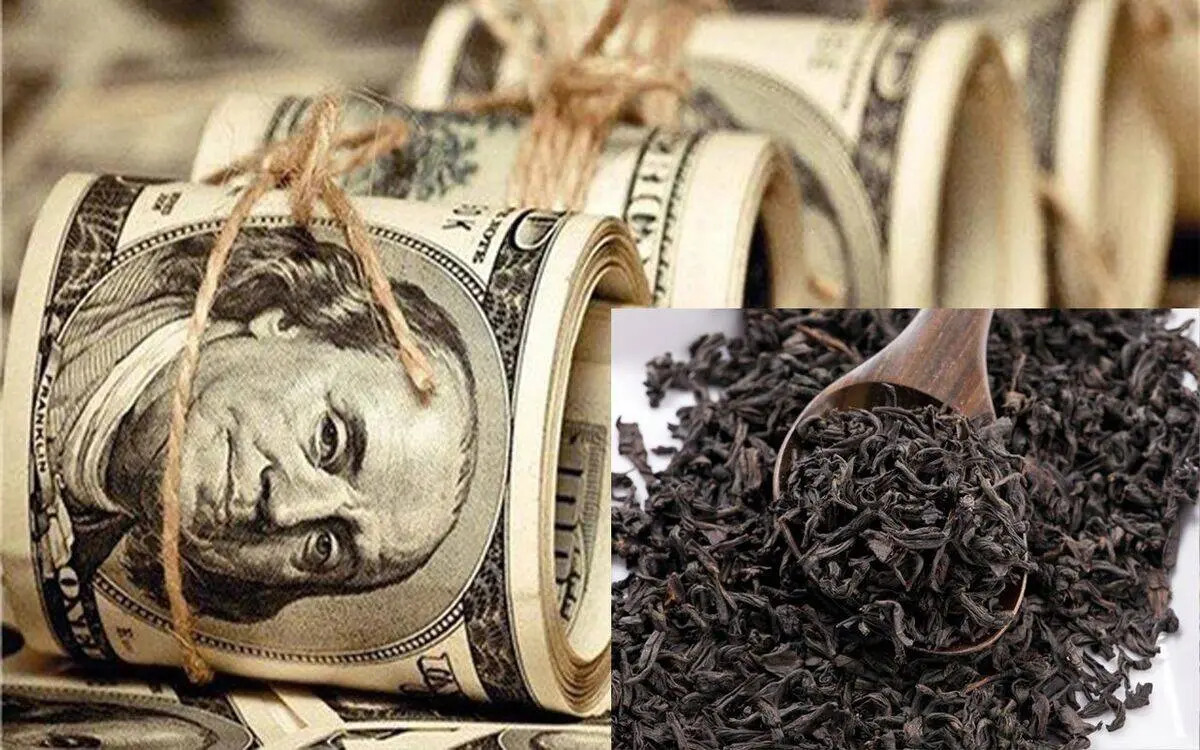 حتی یک دلار ارز ترجیحی برای واردات چای ندادیم