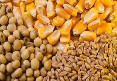 25 کشتی حامل نهاده دامی در انتظار تخصیص ارز / بحران کمبود سویا