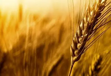 اولتیماتوم مجلس به دولت برای اعلام قیمت گندم