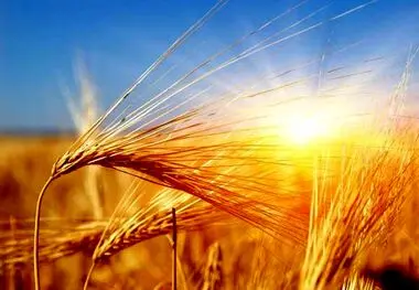 قیمت خرید تضمینی گندم تا آخر هفته اعلام می شود