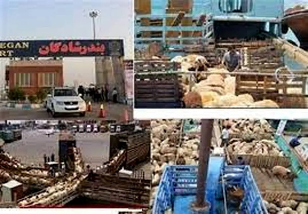 واردات بدون محدودیت دام زنده توسط مرزنشینان مجاز شد