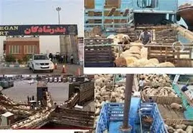 واردات بدون محدودیت دام زنده توسط مرزنشینان مجاز شد