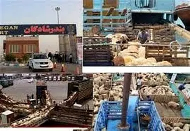 واردات بدون محدودیت دام زنده توسط مرزنشینان مجاز شد