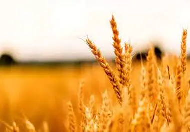 قیمت خرید تضمینی گندم منتظر هفته‌ ای که نمی آید!