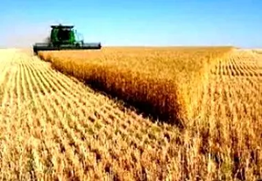 هدف گذاری ۳۵ هزار هکتار کشت قراردادی گندم و جو در استان اصفهان