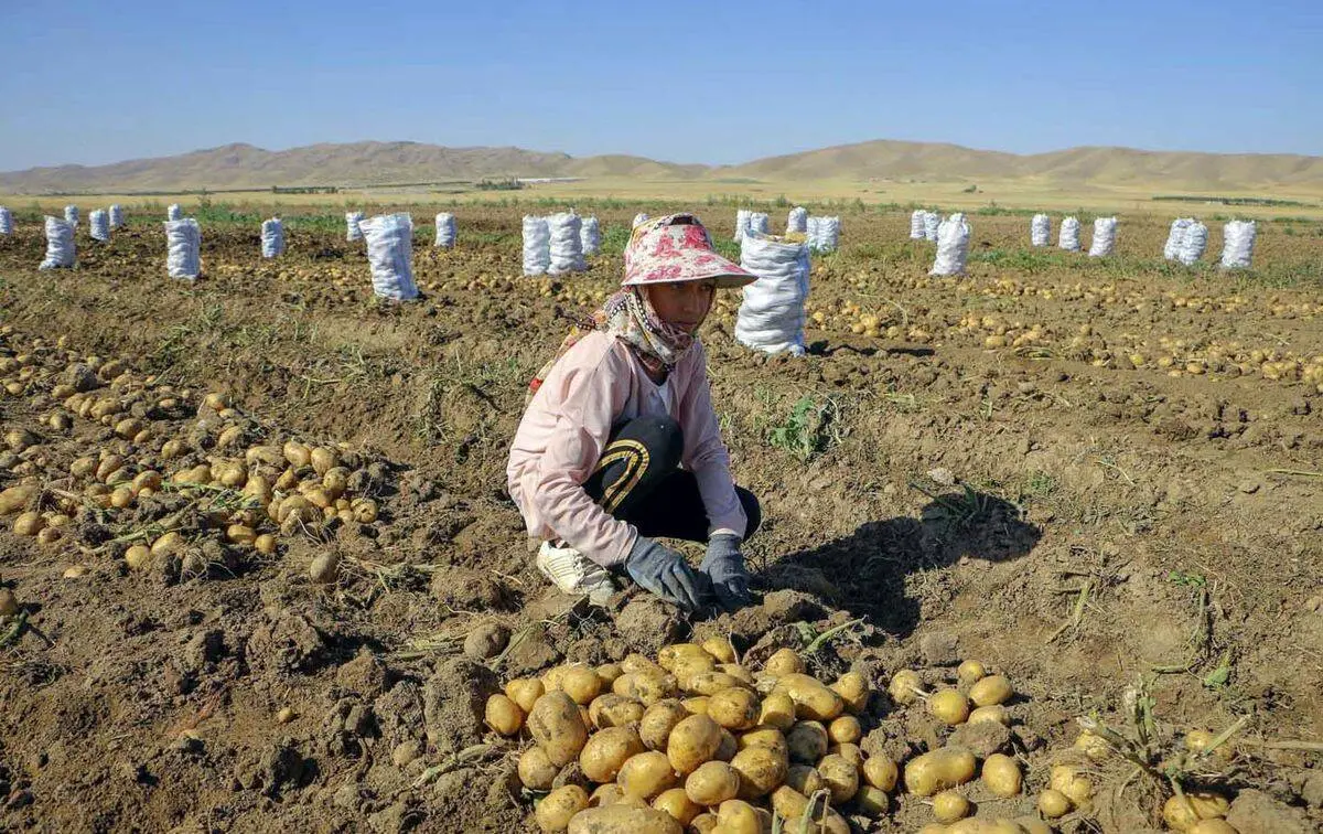 واگذاری بازار سیب زمینی به بخش خصوصی