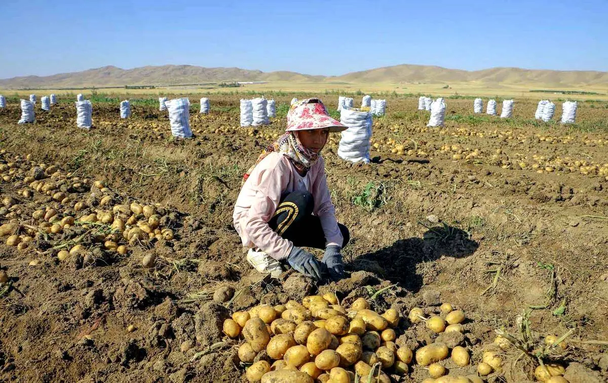 واگذاری بازار سیب زمینی به بخش خصوصی