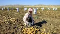 واگذاری بازار سیب زمینی به بخش خصوصی