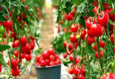 بهترین نشا گوجه فرنگی