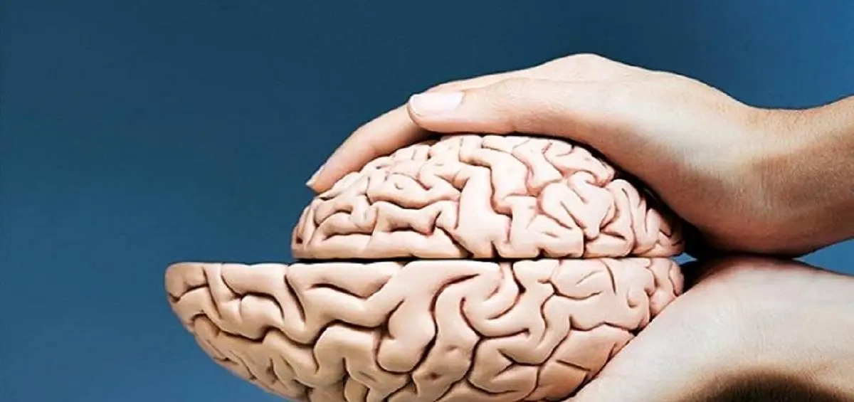 جلوگیری از کوچکشدن مغز با این ۵ ماده غذایی