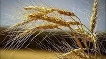 قیمت خرید تضمینی گندم در سال ۱۴۰۴ اعلام شد