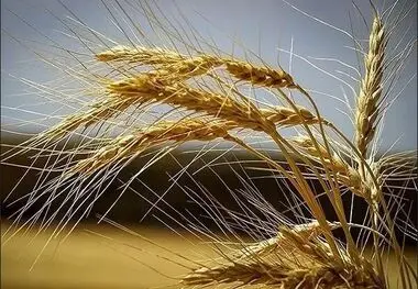 قیمت خرید تضمینی گندم در سال ۱۴۰۴ اعلام شد