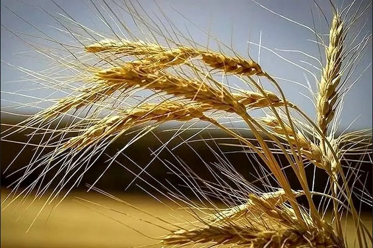 قیمت خرید تضمینی گندم در سال ۱۴۰۴ اعلام شد