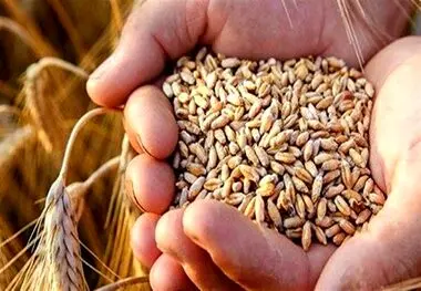 گندمکاران حتما بخوانند ؛ نرخ واقعی گندم اعلام شد