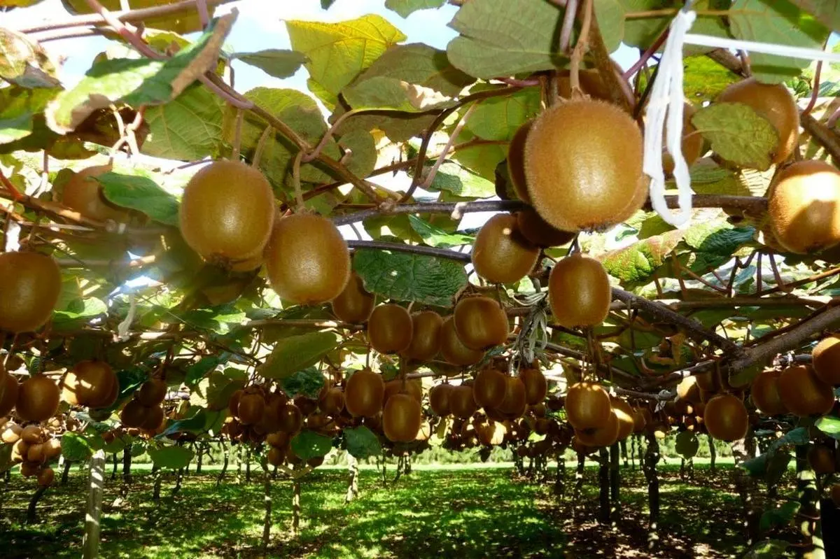 آخرین روز از فرصت ثبت‌نام باغداران در سماک