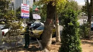 عملیات تخصصی شهرداری منطقه یک برای صیانت از چنارهای میدان تجریش