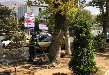 عملیات تخصصی شهرداری منطقه یک برای صیانت از چنارهای میدان تجریش