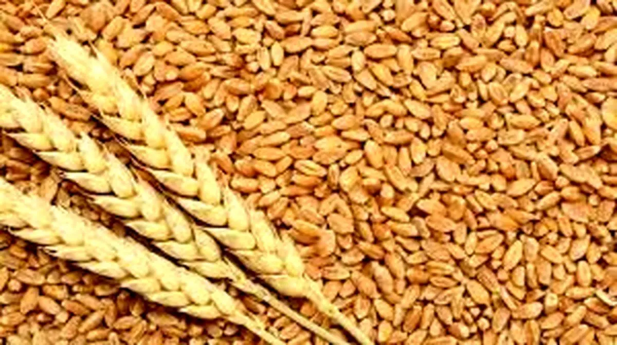  خرید گندم تضمینی در استان اصفهان به پایان رسید 
