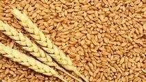 خرید گندم تضمینی در استان اصفهان به پایان رسید 
