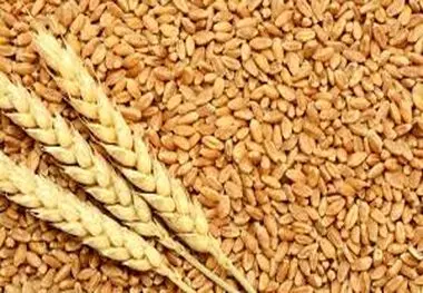  خرید گندم تضمینی در استان اصفهان به پایان رسید 
