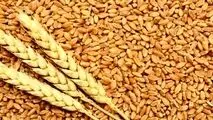  خرید گندم تضمینی در استان اصفهان به پایان رسید 
