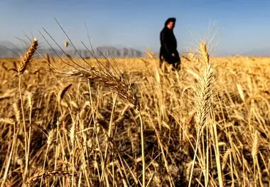 دو تخلف آشکار در خرید تضمینی گندم
