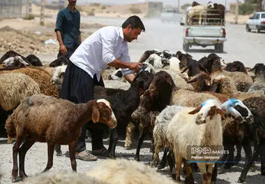 قیمت جدید دام‌زنده ۶ بهمن‌ماه ۱۴۰۳ اعلام شد