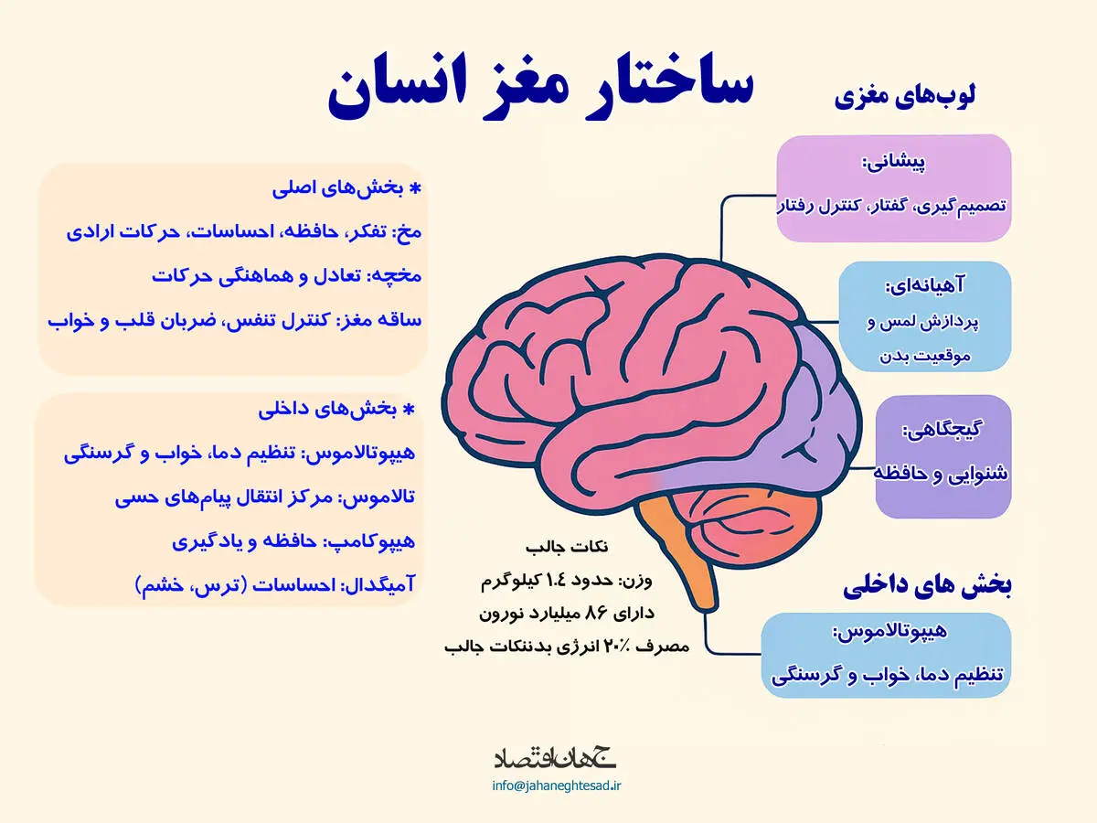 ساختار مغز انسان