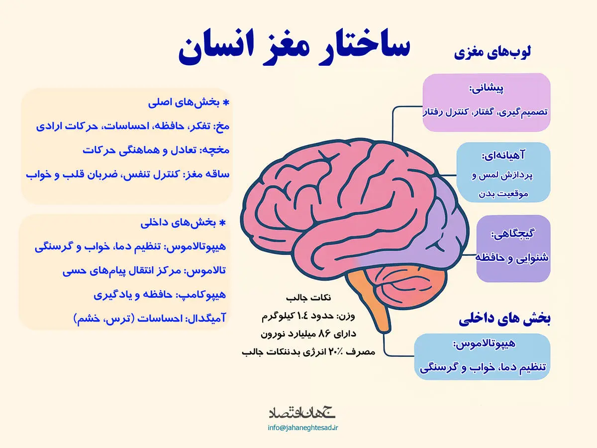 ساختار مغز انسان