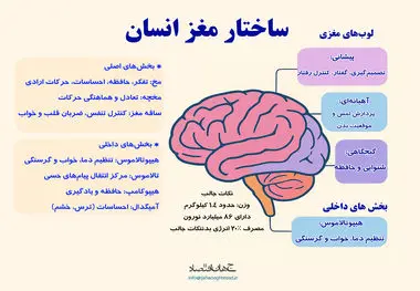 ساختار مغز انسان